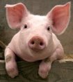 pig2_50