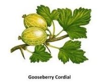 gooseberry cordial